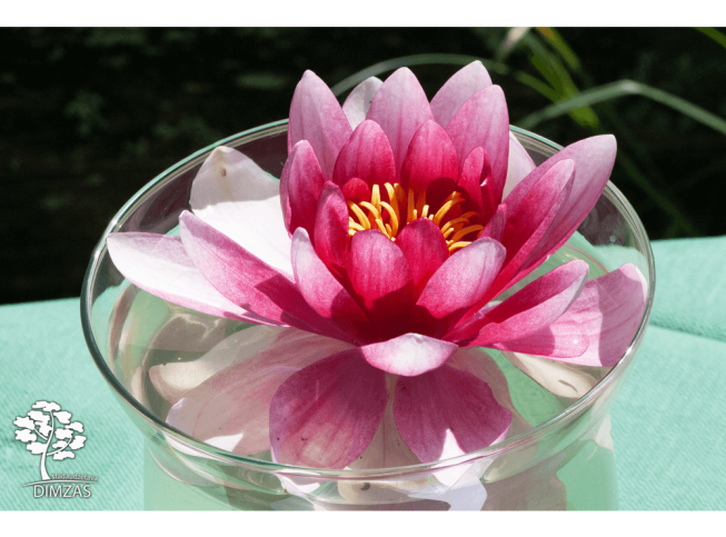 Nymphaea   'Marliacea Carnea'